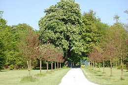 Manoir de la Plane