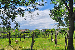 B&B Pier Delle Vigne