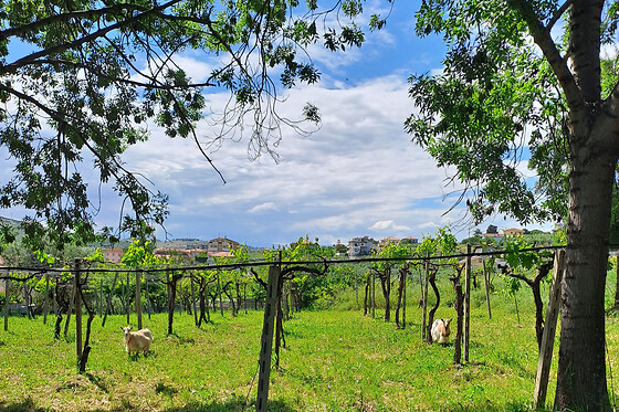 B&B Pier Delle Vigne - photo 3