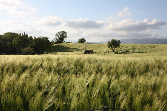 Poggio Del Castagno - photo 4