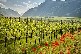 La Cadalora