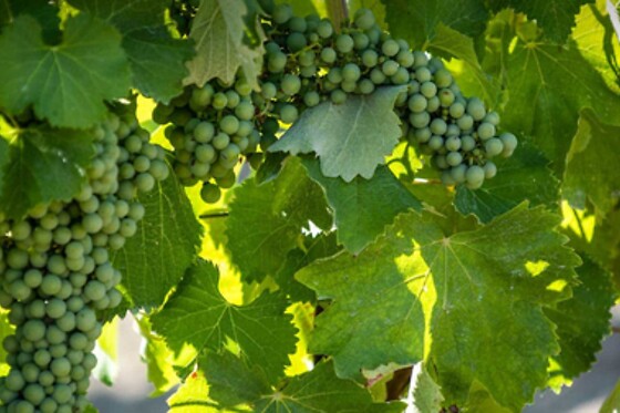 Azienda Vitivinicola La Caminà - photo 2