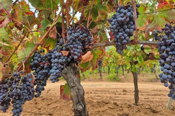 Vigna de Luceri - photo 0