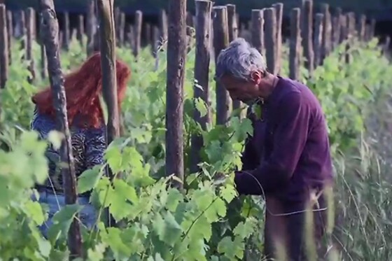 Cardea Vini - photo 6
