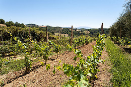 Podere Caldaruccio Agriturismo La Pineta